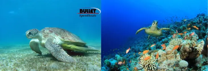 Red Sea Turtles in Hurghada: Best Spots and Conservation Efforts